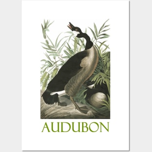 Canada Goose by John James Audubon Posters and Art